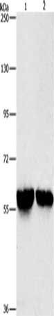 ALDH8A1 antibody