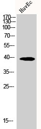 ALDOB Antibody