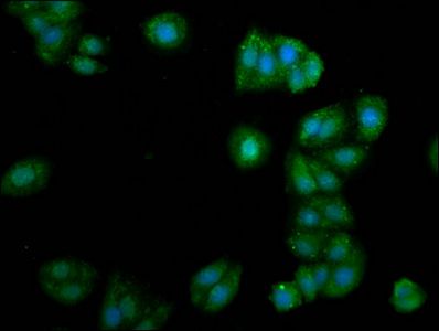 ALG11 antibody