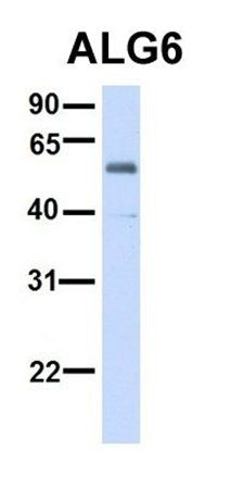 ALG6 antibody