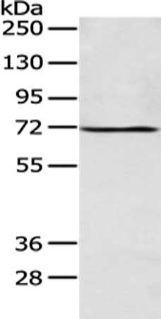 ALG9 Antibody