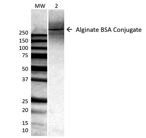Alginate Antibody