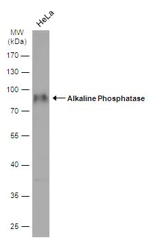 alkaline phosphatase, biomineralization associated Antibody