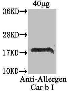 Allergen Car b I antibody