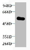 Alliinase antibody