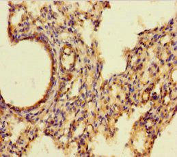 AIF1 Antibody