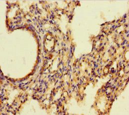 AIF1 antibody