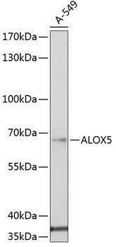 ALOX5 antibody