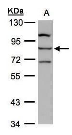 ALOXE3 antibody