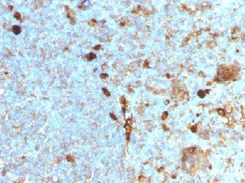 SERPINA1 Antibody