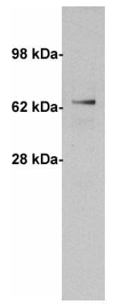Mouse Human Fetoprotein Antibody