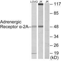 alpha 2a Adrenergic Receptor antibody