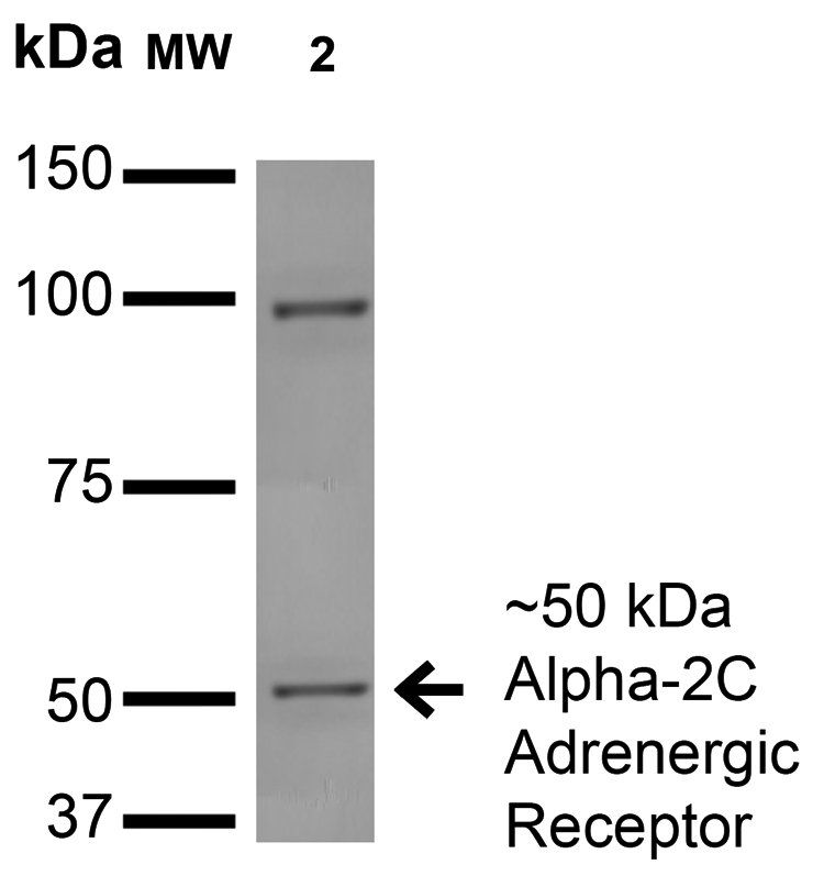 Alpha2C Adrenergic Antibody