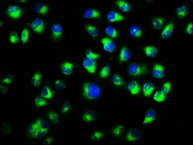 Alpha E-catenin antibody