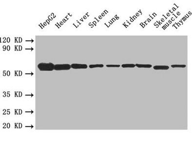 Alpha-enolase antibody