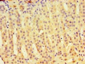 IDUA Antibody