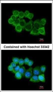 Alpha SNAP antibody