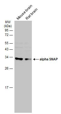 Alpha SNAP antibody