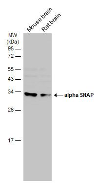 alpha SNAP antibody [N2C3]