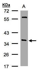 alpha SNAP antibody [N2C3]