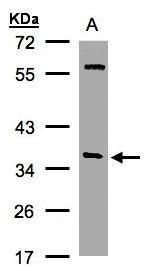 Alpha SNAP antibody