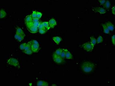 alpha Synuclein antibody