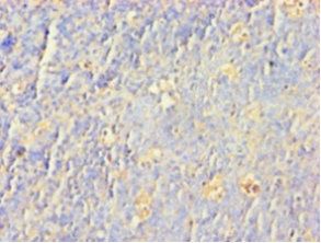 alpha Synuclein antibody