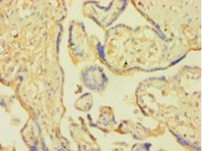 SNCA Antibody