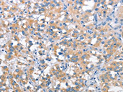 SNCA Antibody