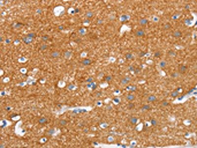 SNCA Antibody
