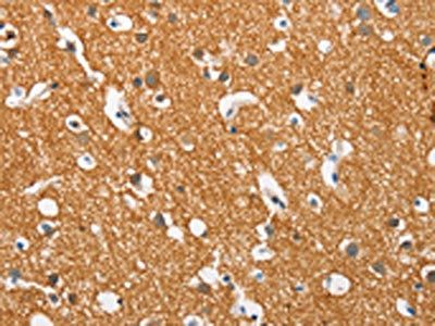 SNCA Antibody