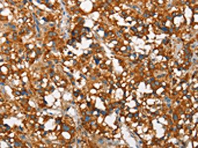 SNCA Antibody