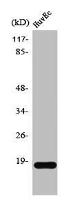 SNCA Antibody