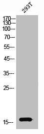SNCA Antibody