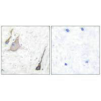 SNCA Antibody