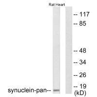 SNCA Antibody