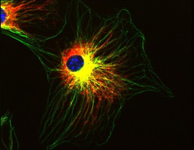 alpha tubulin antibody