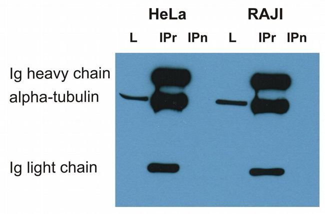 alpha tubulin antibody
