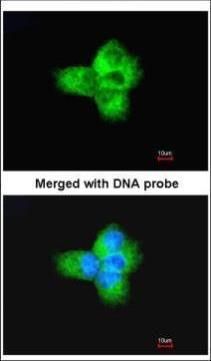 alpha Tubulin Rabbit Polyclonal Antibody