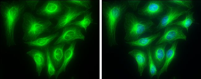 alpha Tubulin antibody