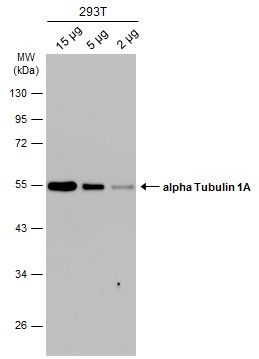 alpha Tubulin antibody
