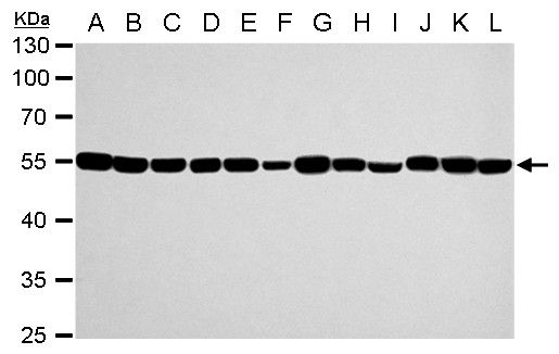 alpha Tubulin antibody