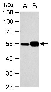 alpha Tubulin 1A antibody