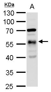 alpha Tubulin antibody