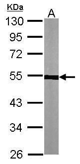 alpha Tubulin antibody