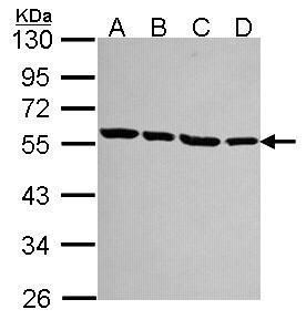 alpha Tubulin antibody