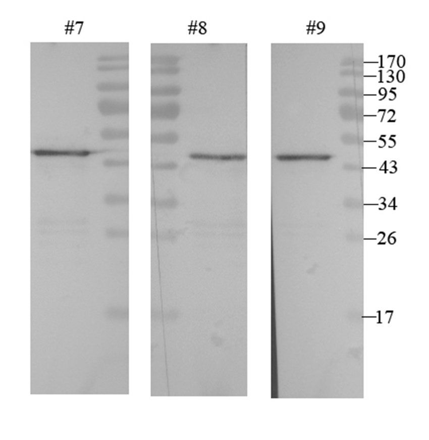 alpha 1 Antitrypsin antibody