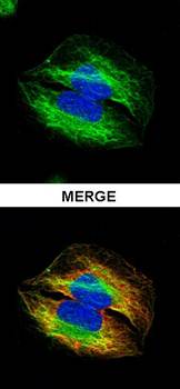 alpha Tubulin 4a antibody