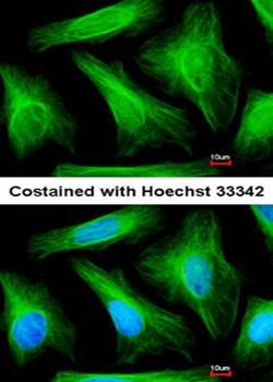 alpha Tubulin antibody