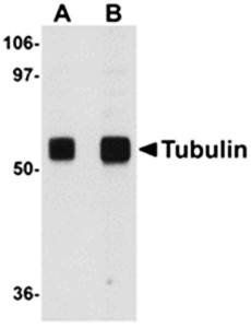 Alpha-tubulin Antibody